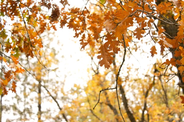 Good things Thread Bears® Blog