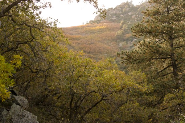 Good things Thread Bears® Blog